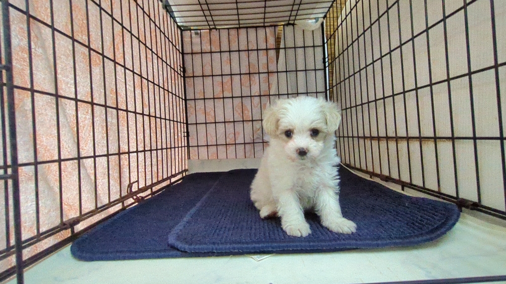 茨城県のマルプー(マルチーズ×プードル) (ペットショップスズキ/2025年9月25日生まれ/男の子/クリームホワイト)の子犬の4枚目の画像