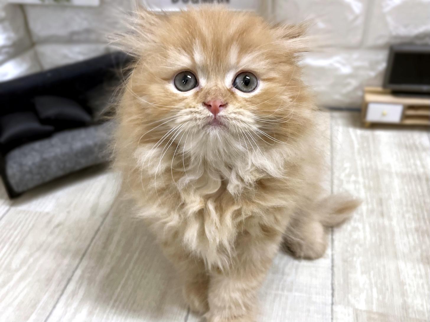 和歌山県のスコティッシュフォールド (DOGMAN和歌山中之島店/2026年2月12日生まれ/女の子/レッドタビー)の子猫の1枚目の画像