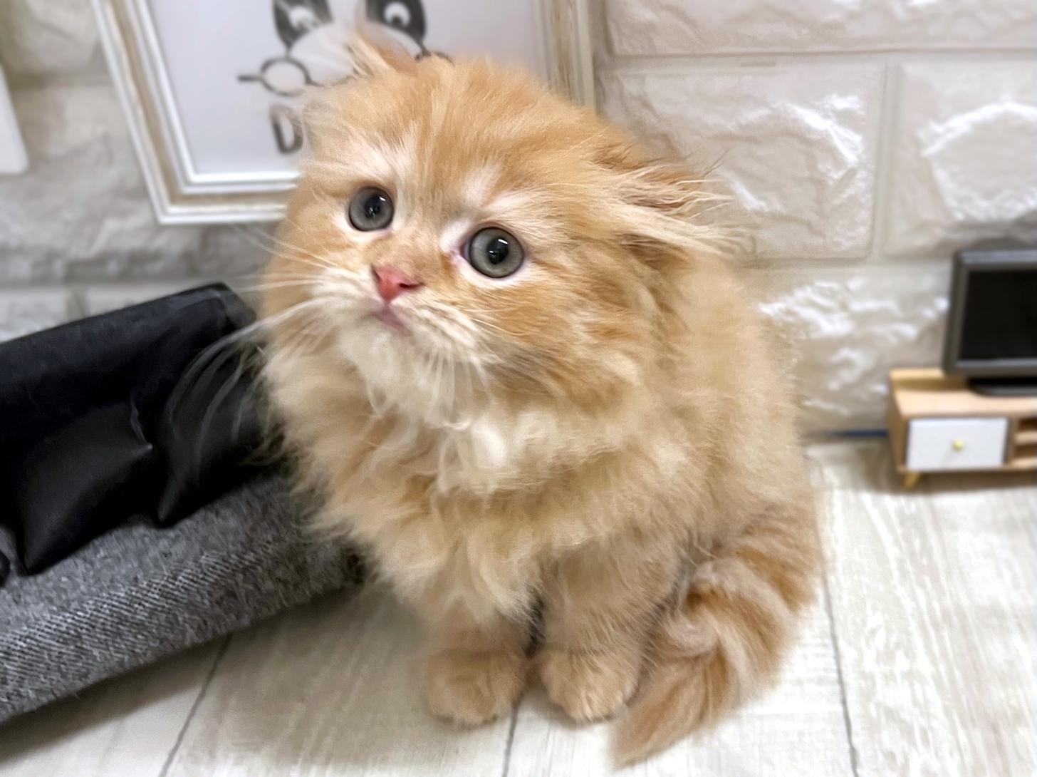 和歌山県のスコティッシュフォールド (DOGMAN和歌山中之島店/2026年2月12日生まれ/女の子/レッドタビー)の子猫の2枚目の画像