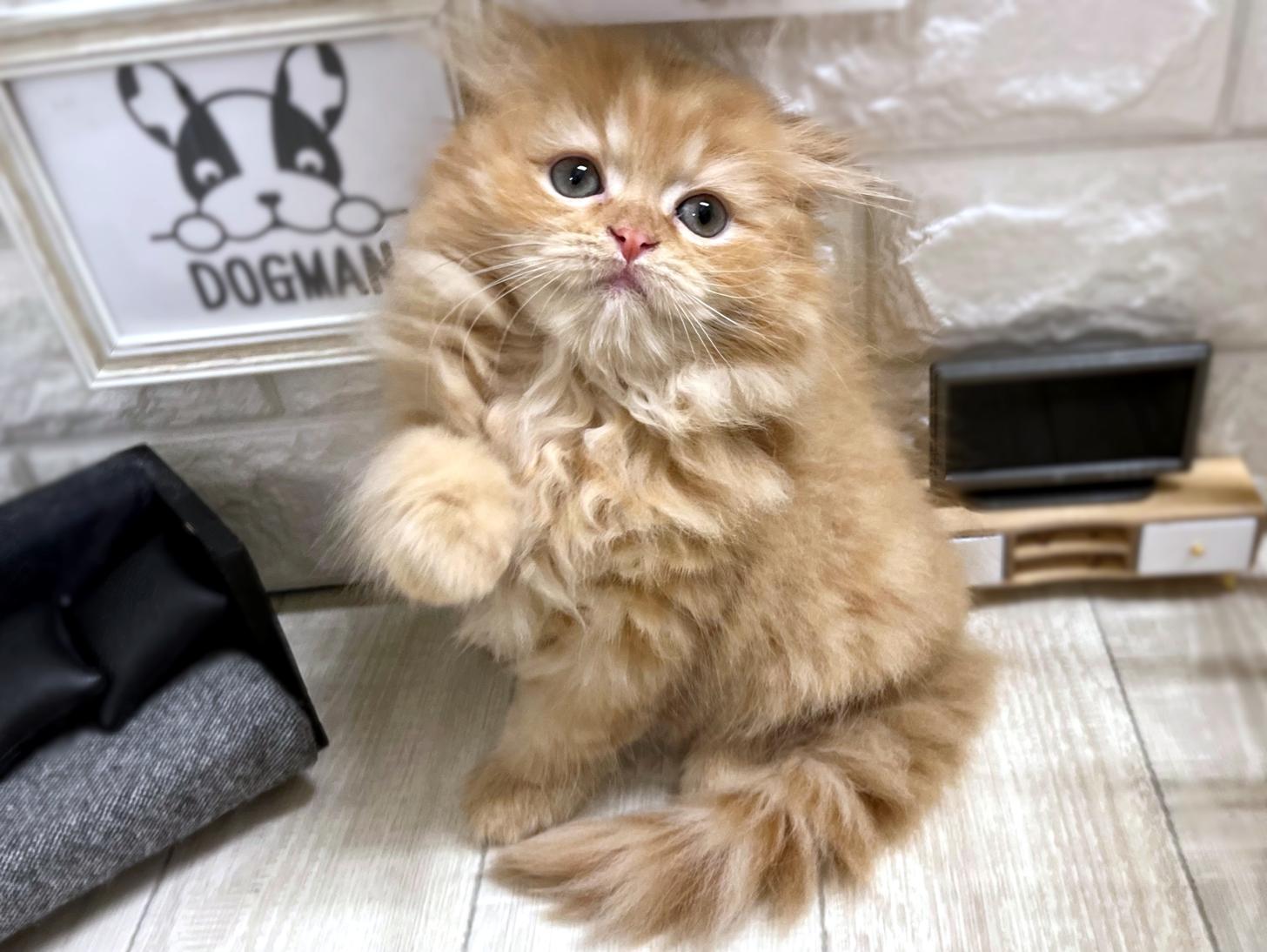 和歌山県のスコティッシュフォールド (DOGMAN和歌山中之島店/2026年2月12日生まれ/女の子/レッドタビー)の子猫の3枚目の画像