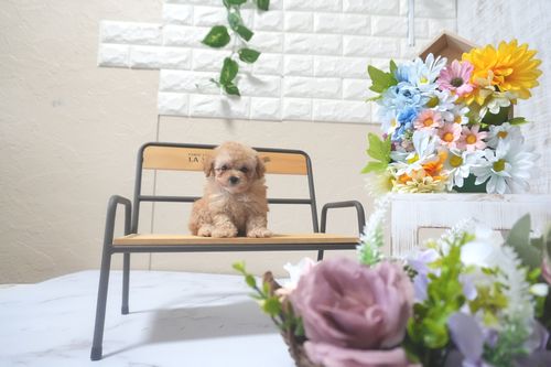 滋賀県のトイプードル(トイ) (いっぷく湖南店/2025年9月2日生まれ/男の子/オレンジフォーン)の子犬の1枚目の画像