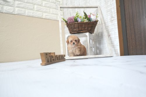 滋賀県のトイプードル(トイ) (いっぷく湖南店/2025年9月2日生まれ/男の子/オレンジフォーン)の子犬の2枚目の画像