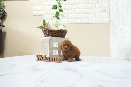 滋賀県のトイプードル(タイニー) (いっぷく湖南店/2026年3月1日生まれ/男の子/レッドフォーン)の子犬の1枚目の画像