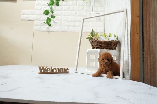 滋賀県のトイプードル(タイニー) (いっぷく湖南店/2026年3月1日生まれ/男の子/レッドフォーン)の子犬の2枚目の画像