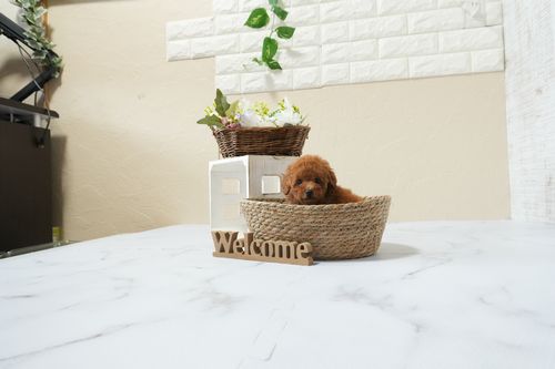 滋賀県のトイプードル(タイニー) (いっぷく湖南店/2026年3月1日生まれ/男の子/レッドフォーン)の子犬の3枚目の画像