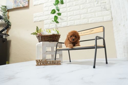 滋賀県のトイプードル(タイニー) (いっぷく湖南店/2026年3月1日生まれ/男の子/レッドフォーン)の子犬の4枚目の画像