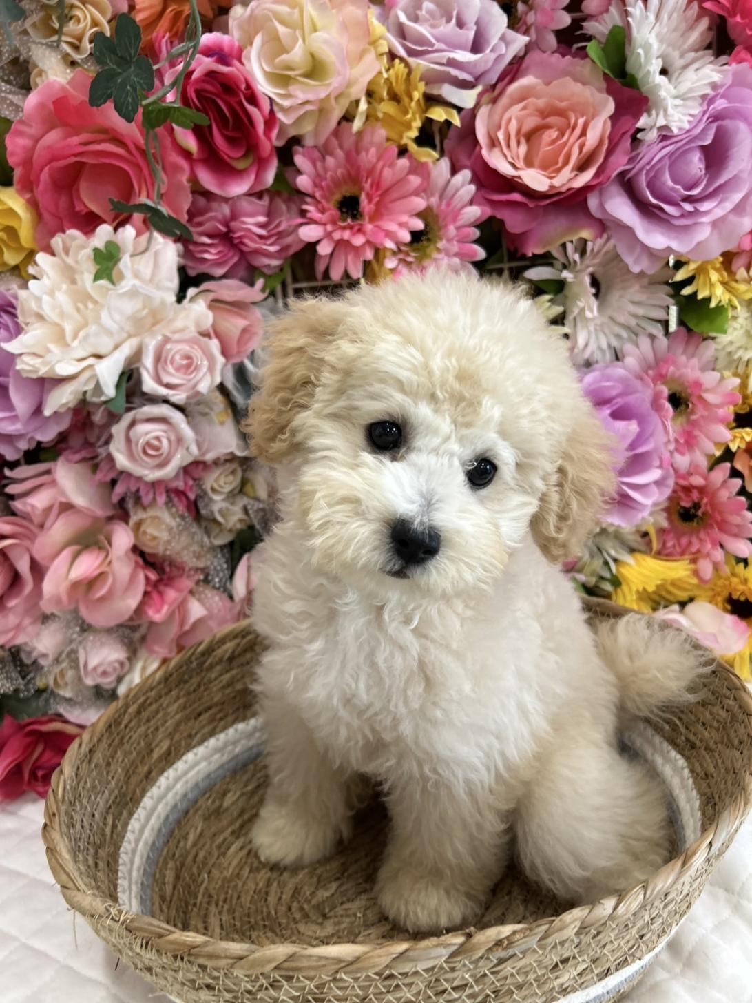 福岡県のトイプードル(トイ) (スタードッグス大牟田店/2025年5月21日生まれ/男の子/クリーム)の子犬