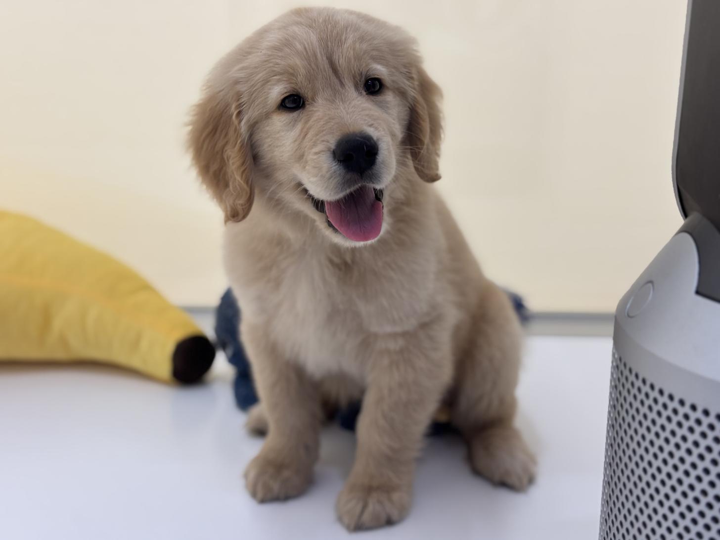 神奈川県のゴールデンレトリバー (Doggy Style 小田原店/2026年1月27日生まれ/男の子/ゴールデン)の子犬の1枚目の画像