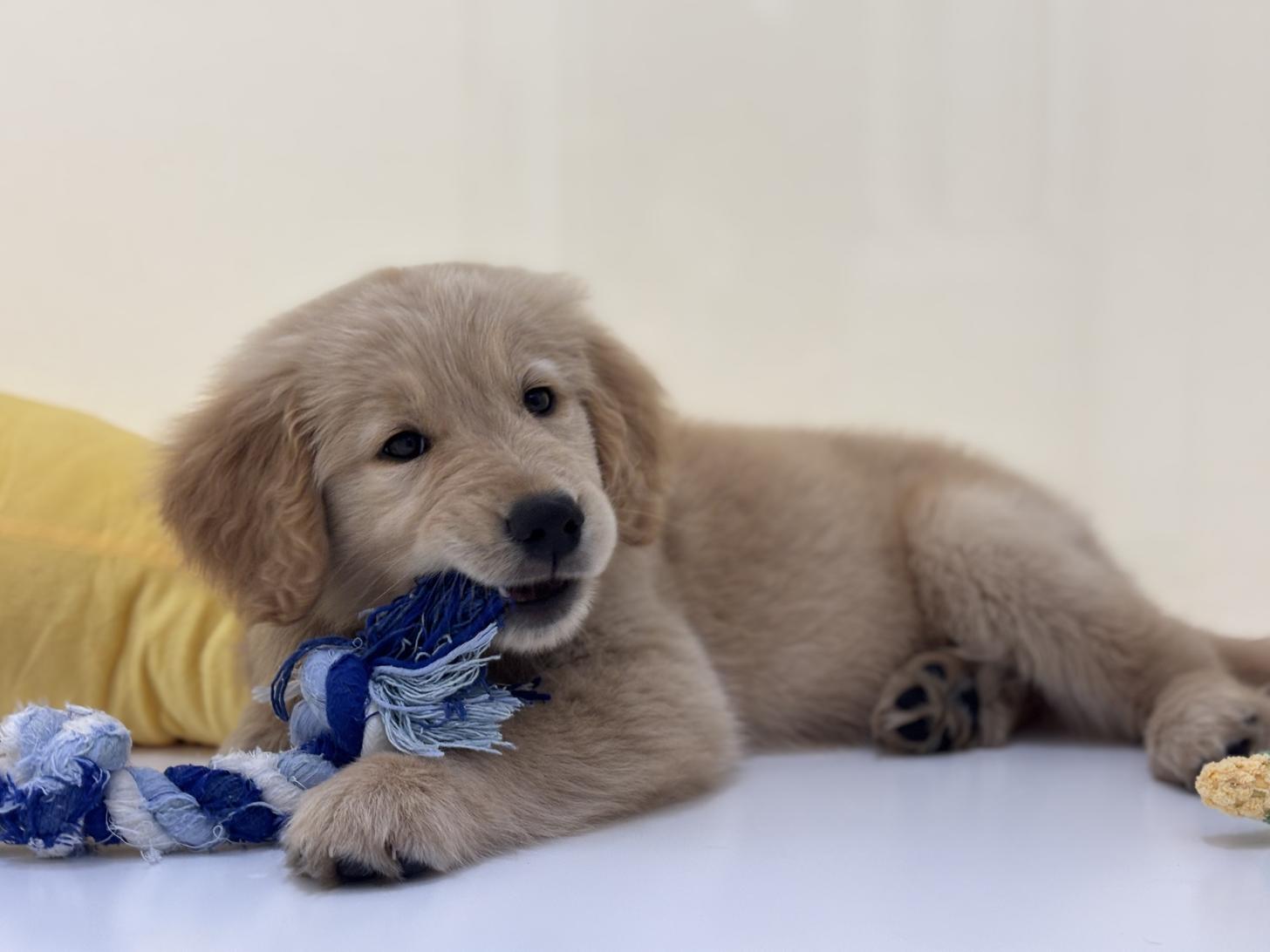 神奈川県のゴールデンレトリバー (Doggy Style 小田原店/2026年1月27日生まれ/男の子/ゴールデン)の子犬の2枚目の画像