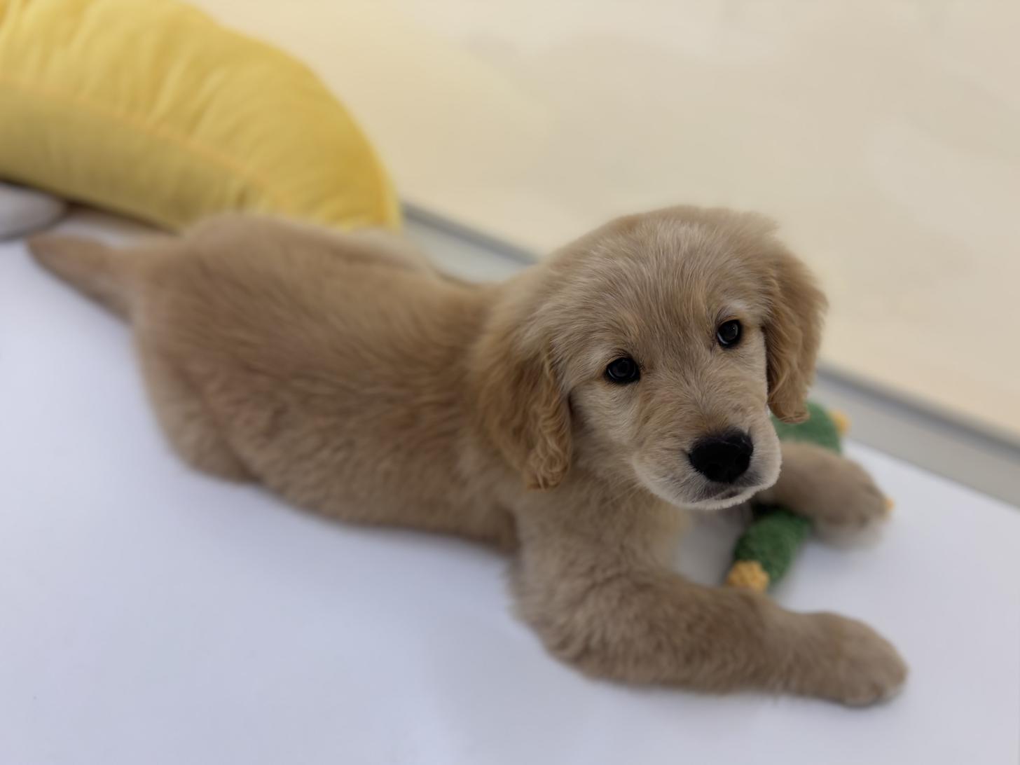 神奈川県のゴールデンレトリバー (Doggy Style 小田原店/2026年1月27日生まれ/男の子/ゴールデン)の子犬の3枚目の画像