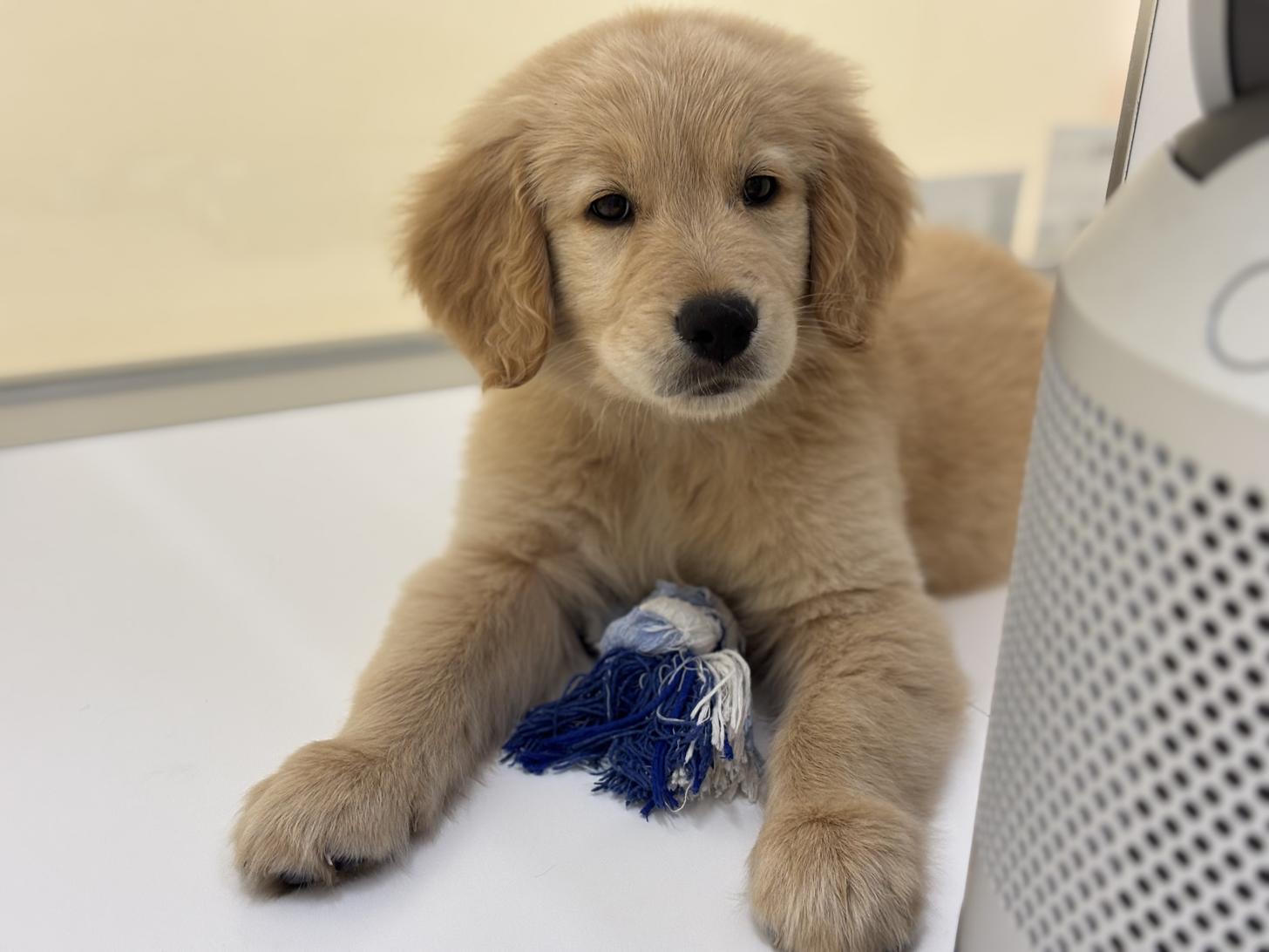 神奈川県のゴールデンレトリバー (Doggy Style 小田原店/2026年1月27日生まれ/男の子/ゴールデン)の子犬の4枚目の画像
