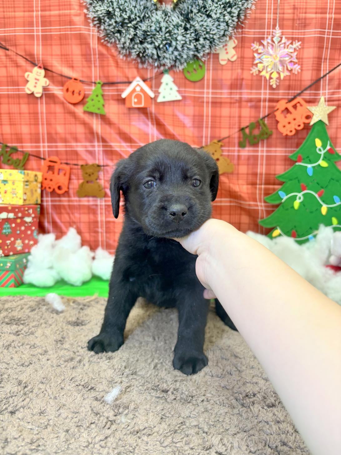 北海道のラブラドールレトリーバー (ラブワンコ平岸店/2025年10月15日生まれ/女の子/ブラック)の子犬