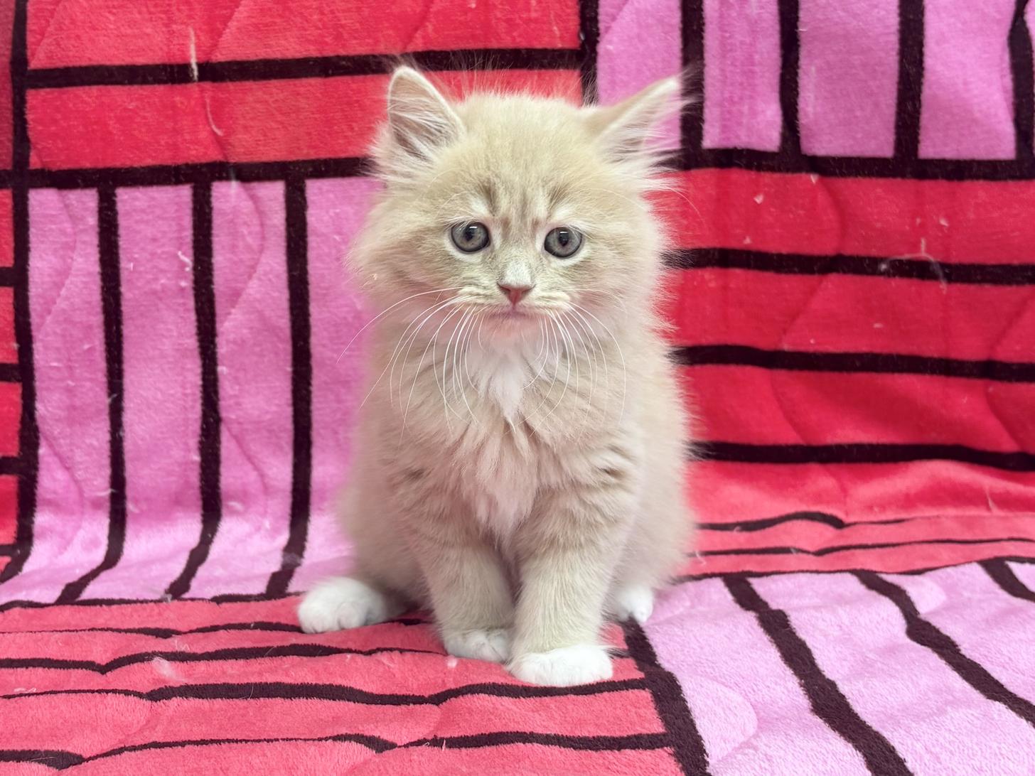 愛知県のサイベリアン (ハピースペット春日井アミーゴ店/2025年10月18日生まれ/男の子/クリームタビーホワイト)の子猫の1枚目の画像