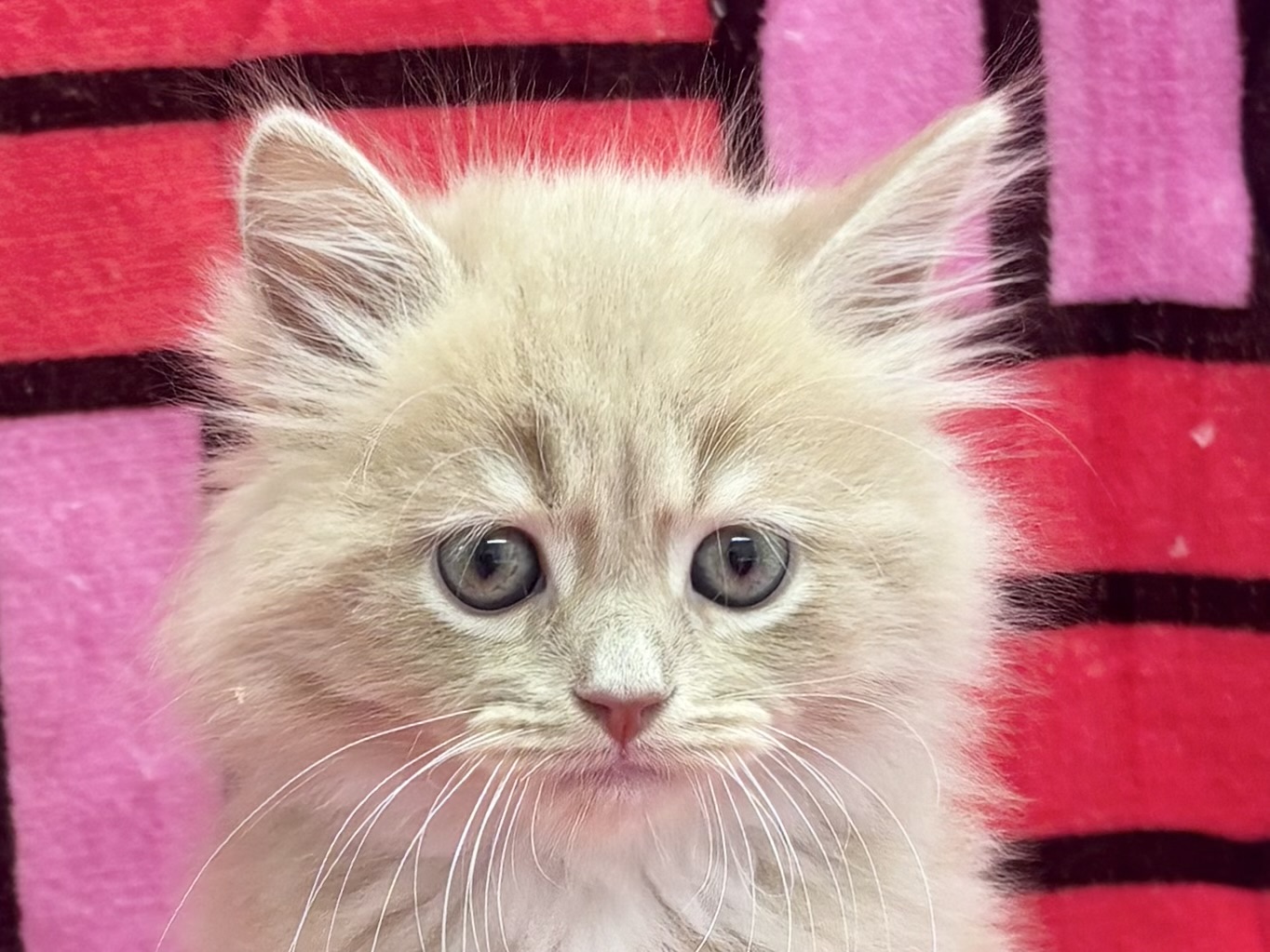 愛知県のサイベリアン (ハピースペット春日井アミーゴ店/2025年10月18日生まれ/男の子/クリームタビーホワイト)の子猫の2枚目の画像