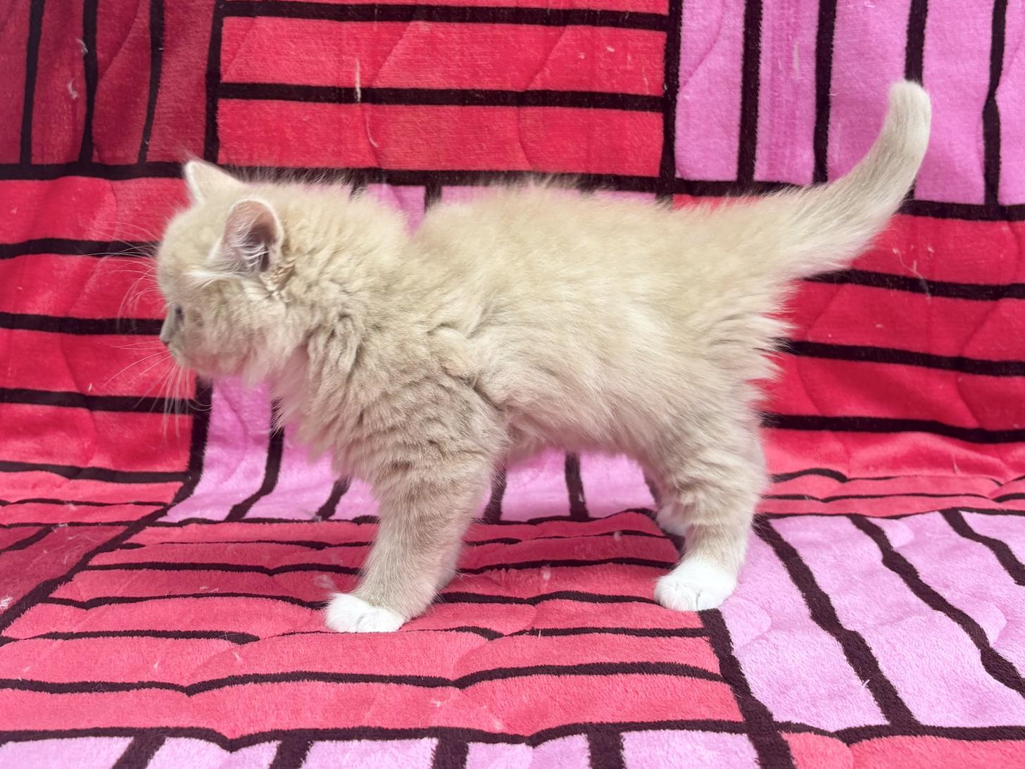 愛知県のサイベリアン (ハピースペット春日井アミーゴ店/2025年10月18日生まれ/男の子/クリームタビーホワイト)の子猫の3枚目の画像