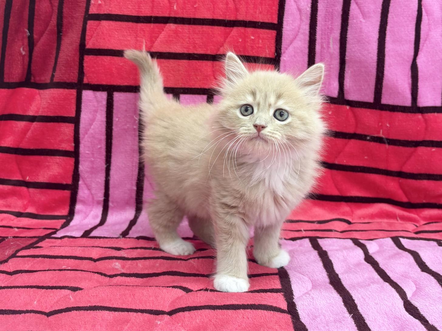 愛知県のサイベリアン (ハピースペット春日井アミーゴ店/2025年10月18日生まれ/男の子/クリームタビーホワイト)の子猫の4枚目の画像