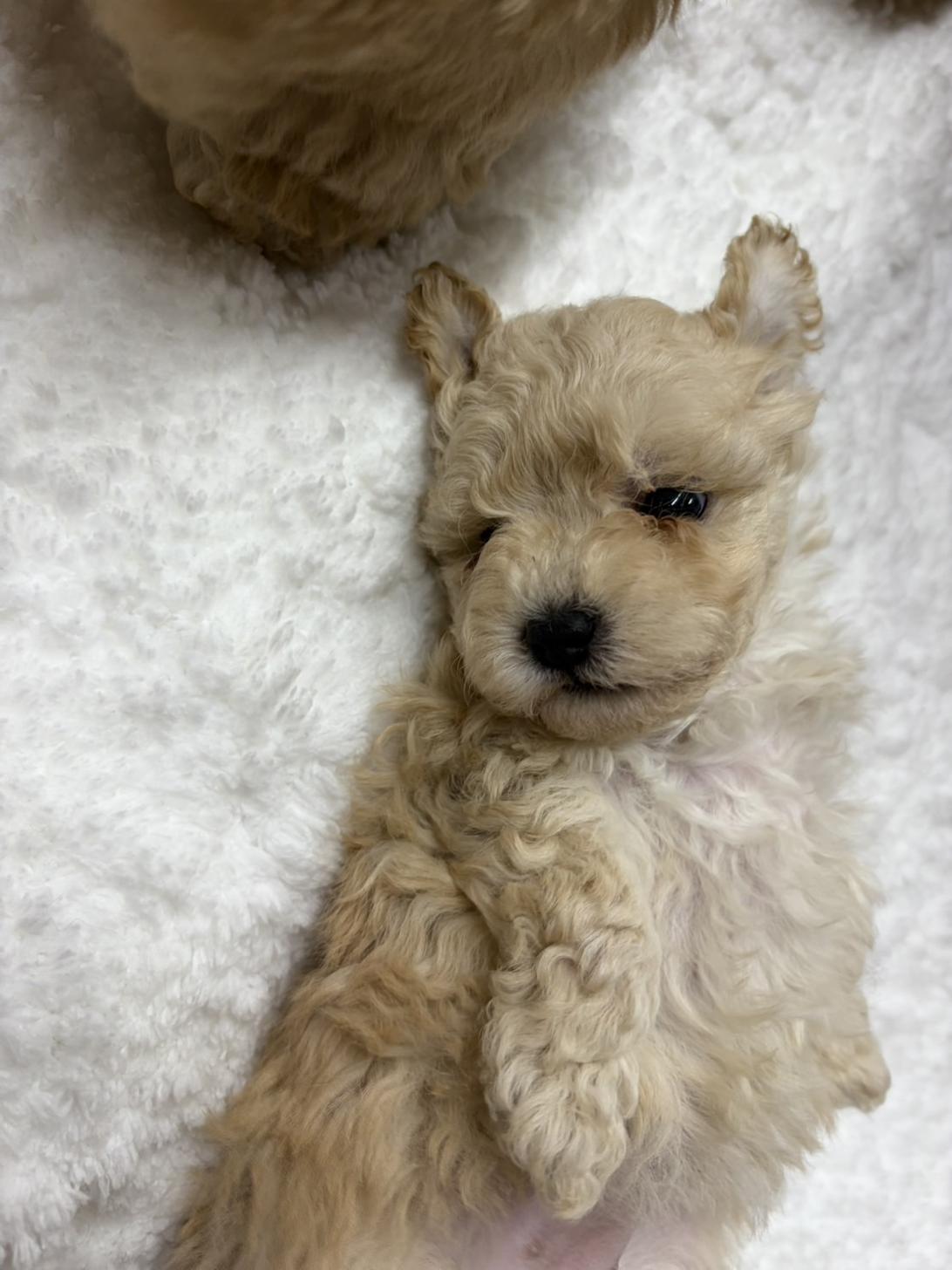 滋賀県のタイニープードル (ナカニシケンネル/2025年8月30日生まれ/男の子/クリーム)の子犬の1枚目の画像
