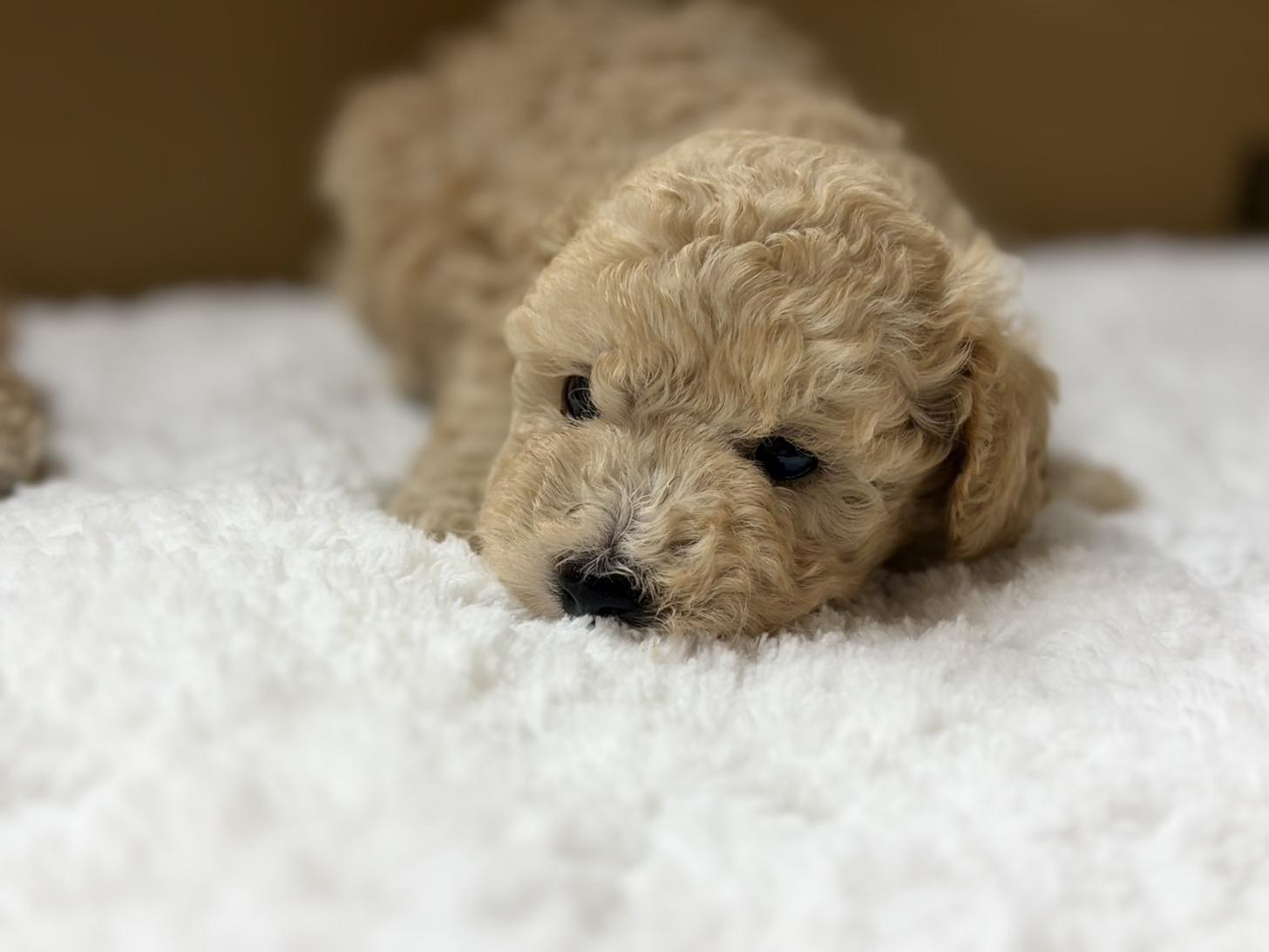 滋賀県のタイニープードル (ナカニシケンネル/2025年8月30日生まれ/男の子/クリーム)の子犬の2枚目の画像