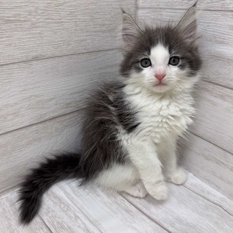 東京都のノルウェージャンフォレストキャット (ペピカファミリー水元店/2025年8月15日生まれ/男の子/ブルータビーホワイト)の子猫