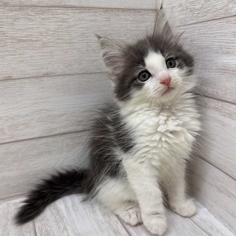 東京都のノルウェージャンフォレストキャット (ペピカファミリー水元店/2025年8月15日生まれ/男の子/ブルータビーホワイト)の子猫の2枚目の画像