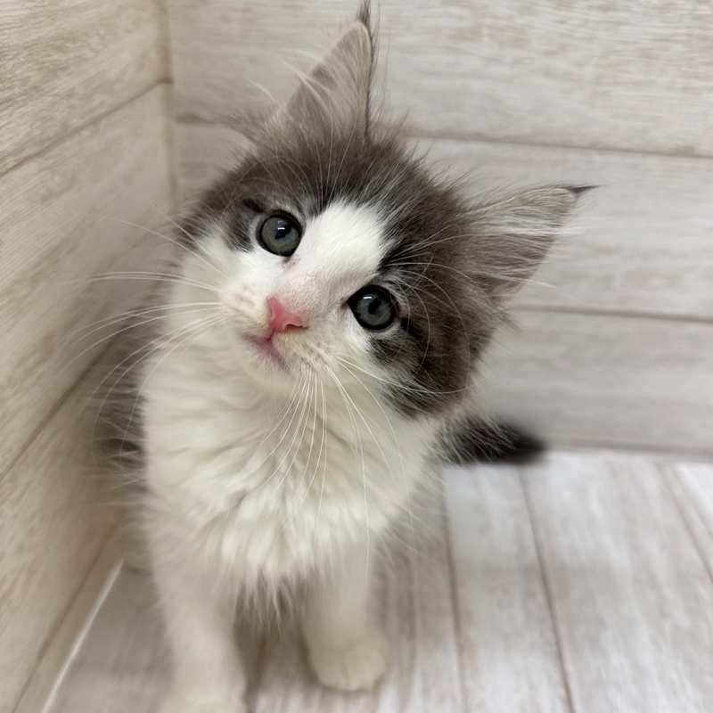 東京都のノルウェージャンフォレストキャット (ペピカファミリー水元店/2025年8月15日生まれ/男の子/ブルータビーホワイト)の子猫の3枚目の画像