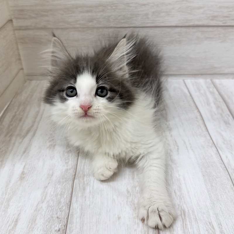 東京都のノルウェージャンフォレストキャット (ペピカファミリー水元店/2025年8月15日生まれ/男の子/ブルータビーホワイト)の子猫の4枚目の画像