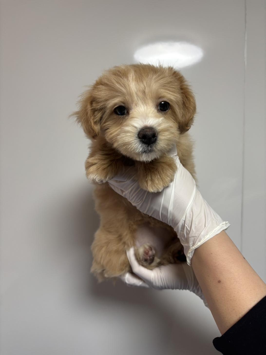 埼玉県のマルプー(マルチーズ×プードル) (ペッツスマイル南中野店/2026年2月22日生まれ/女の子/アプリコットホワイト)の子犬の1枚目の画像