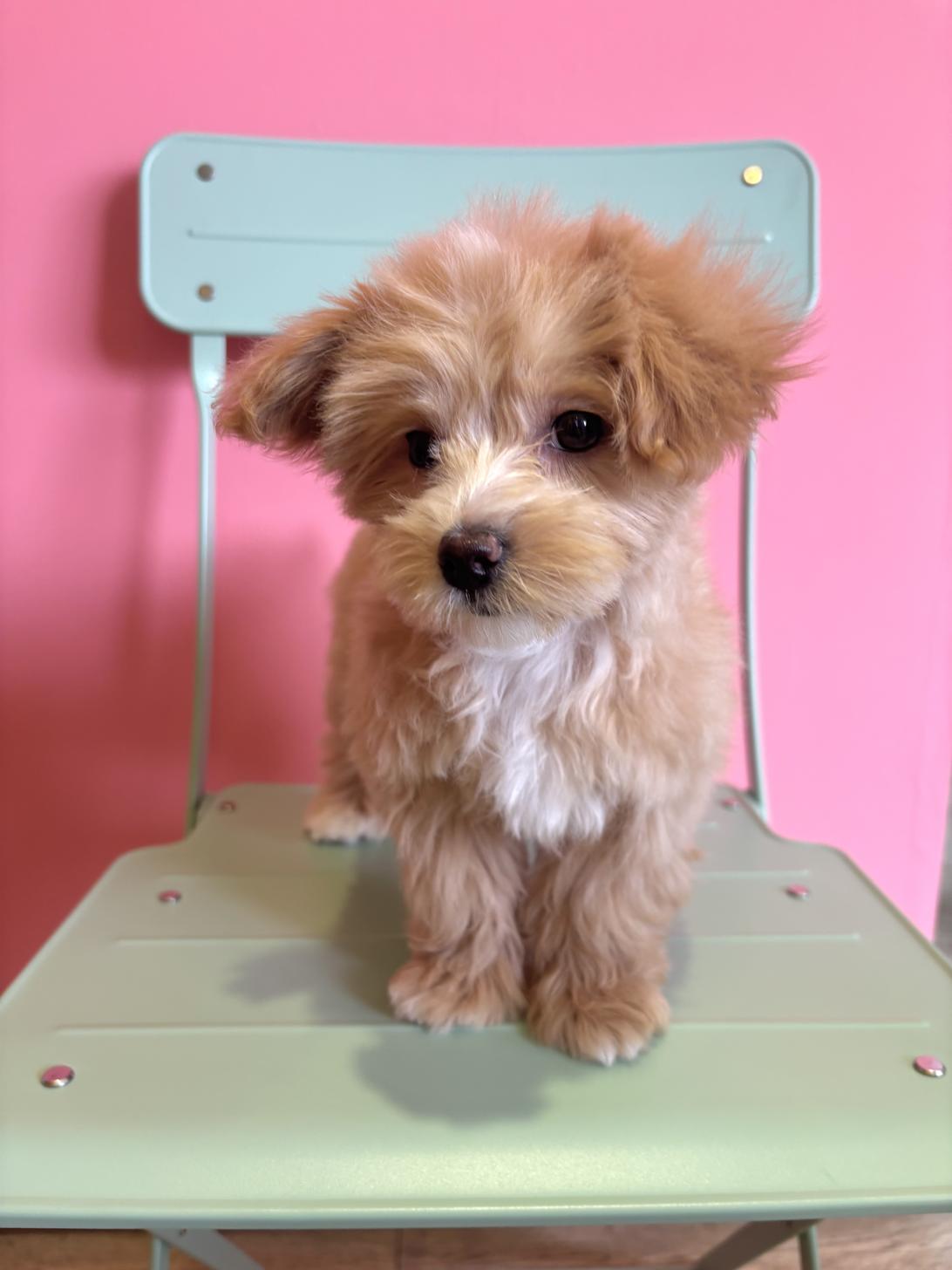 埼玉県のマルプー(マルチーズ×プードル) (ペッツスマイル南中野店/2026年2月22日生まれ/女の子/アプリコットホワイト)の子犬の1枚目の画像