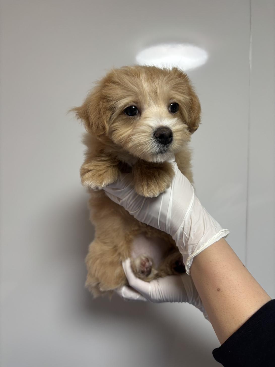 埼玉県のマルプー(マルチーズ×プードル) (ペッツスマイル南中野店/2026年2月22日生まれ/女の子/アプリコットホワイト)の子犬の2枚目の画像
