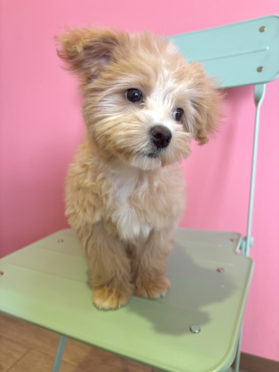 埼玉県のマルプー(マルチーズ×プードル) (ペッツスマイル南中野店/2026年2月22日生まれ/女の子/アプリコットホワイト)の子犬の2枚目の画像