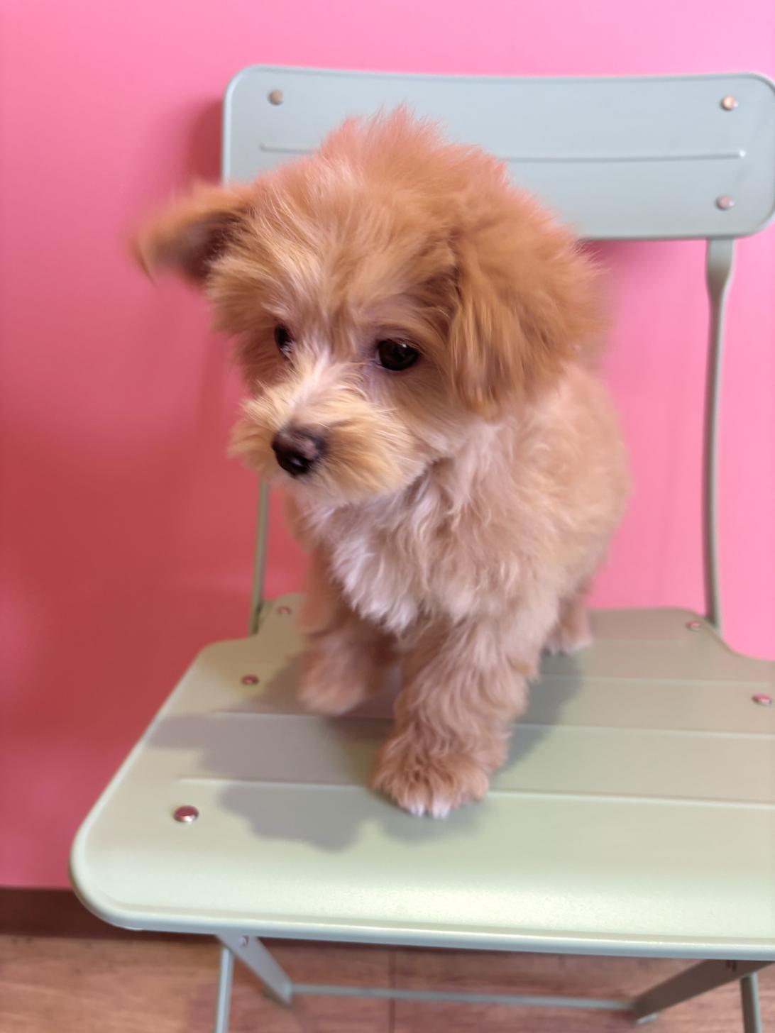 埼玉県のマルプー(マルチーズ×プードル) (ペッツスマイル南中野店/2026年2月22日生まれ/女の子/アプリコットホワイト)の子犬の3枚目の画像