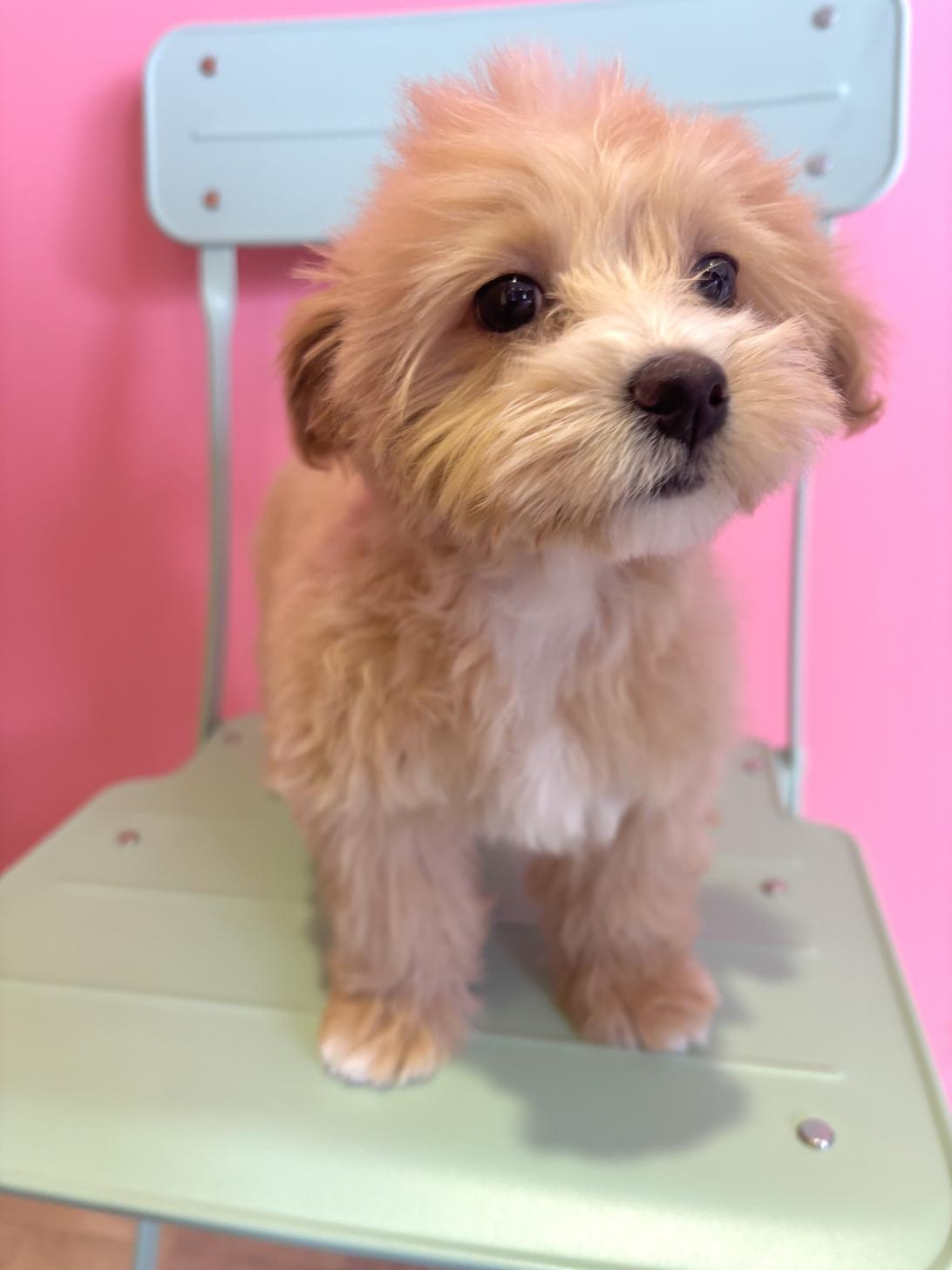 埼玉県のマルプー(マルチーズ×プードル) (ペッツスマイル南中野店/2026年2月22日生まれ/女の子/アプリコットホワイト)の子犬の4枚目の画像