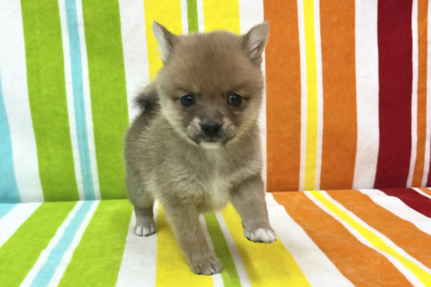 愛知県のポメ柴/豆ポメ/ポメ豆柴(ポメラニアン×柴犬) (ハピースペット一宮三条アミーゴ店/2025年12月5日生まれ/男の子/その他色)の子犬の1枚目の画像