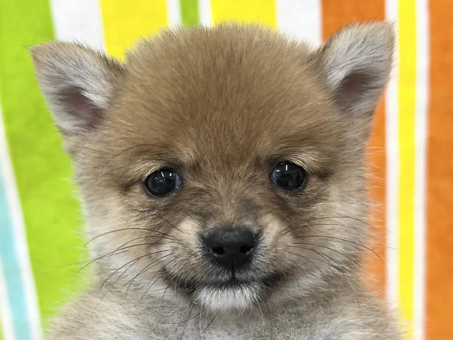 愛知県のポメ柴/豆ポメ/ポメ豆柴(ポメラニアン×柴犬) (ハピースペット一宮三条アミーゴ店/2025年12月5日生まれ/男の子/その他色)の子犬の2枚目の画像