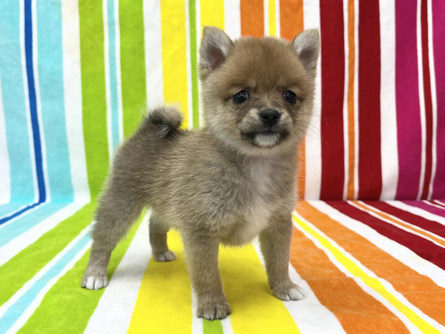 愛知県のポメ柴/豆ポメ/ポメ豆柴(ポメラニアン×柴犬) (ハピースペット一宮三条アミーゴ店/2025年12月5日生まれ/男の子/その他色)の子犬の4枚目の画像