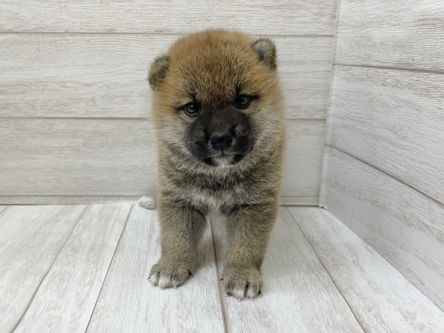 東京都の柴犬(標準サイズ) (ペピカファミリー水元店/2025年5月24日生まれ/女の子/赤)の子犬の1枚目の画像