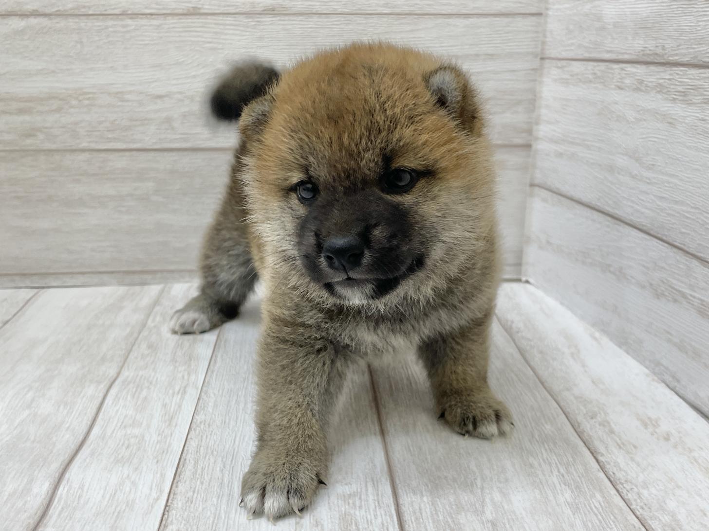 東京都の柴犬(標準サイズ) (ペピカファミリー水元店/2025年5月24日生まれ/女の子/赤)の子犬の2枚目の画像