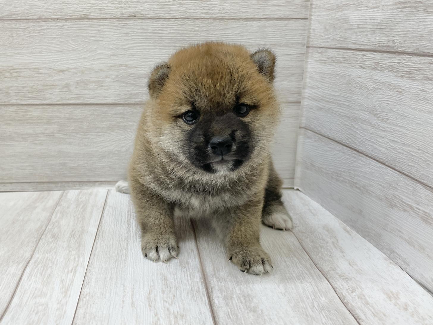 東京都の柴犬(標準サイズ) (ペピカファミリー水元店/2025年5月24日生まれ/女の子/赤)の子犬の4枚目の画像