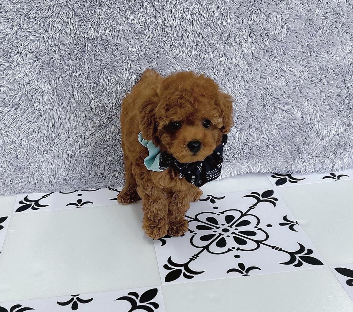 福岡県のタイニープードル (ぱぴぷぺっと福岡店/2025年6月10日生まれ/男の子/レッド)の子犬の1枚目の画像