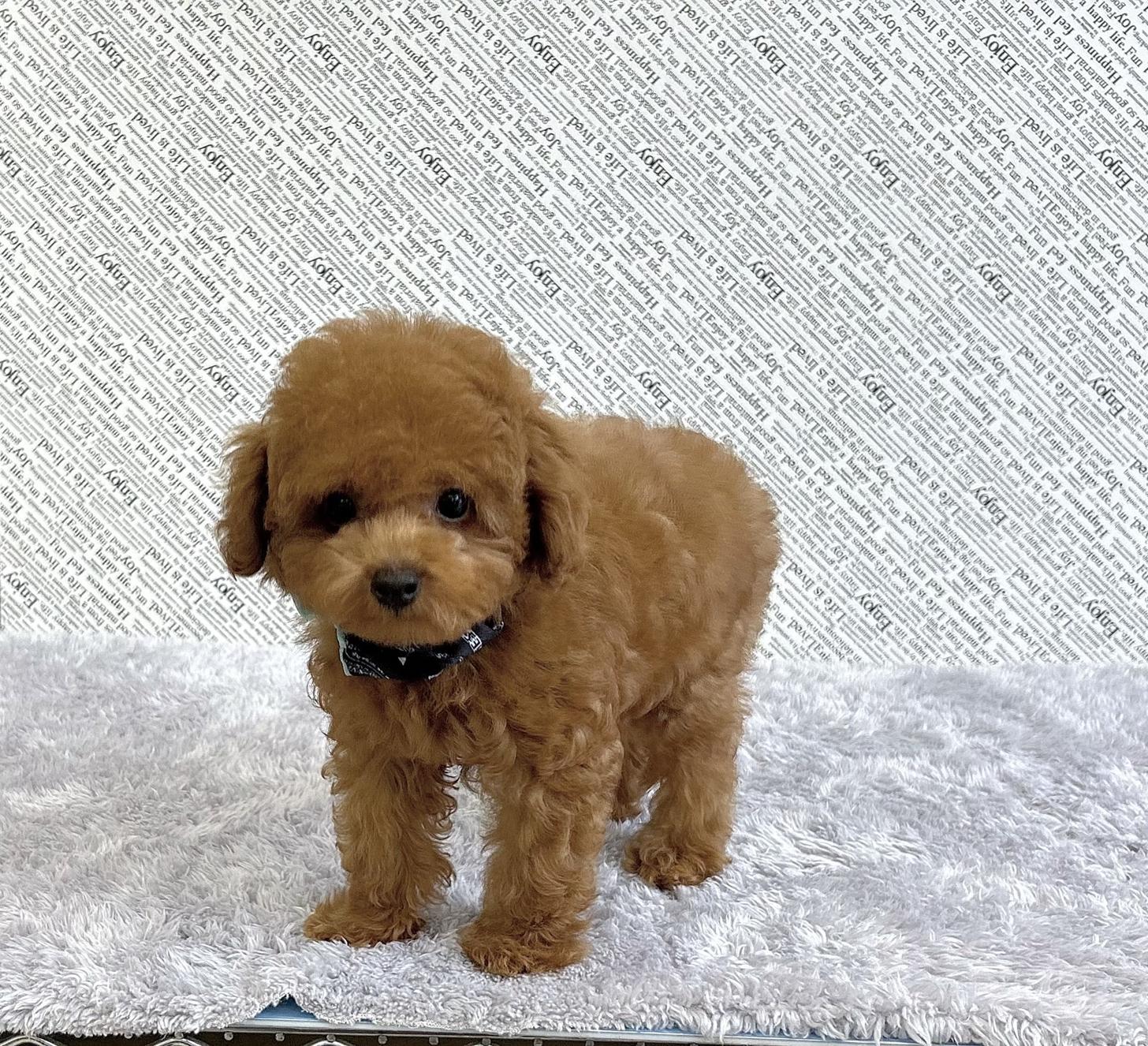 福岡県のタイニープードル (ぱぴぷぺっと福岡店/2025年6月10日生まれ/男の子/レッド)の子犬の2枚目の画像