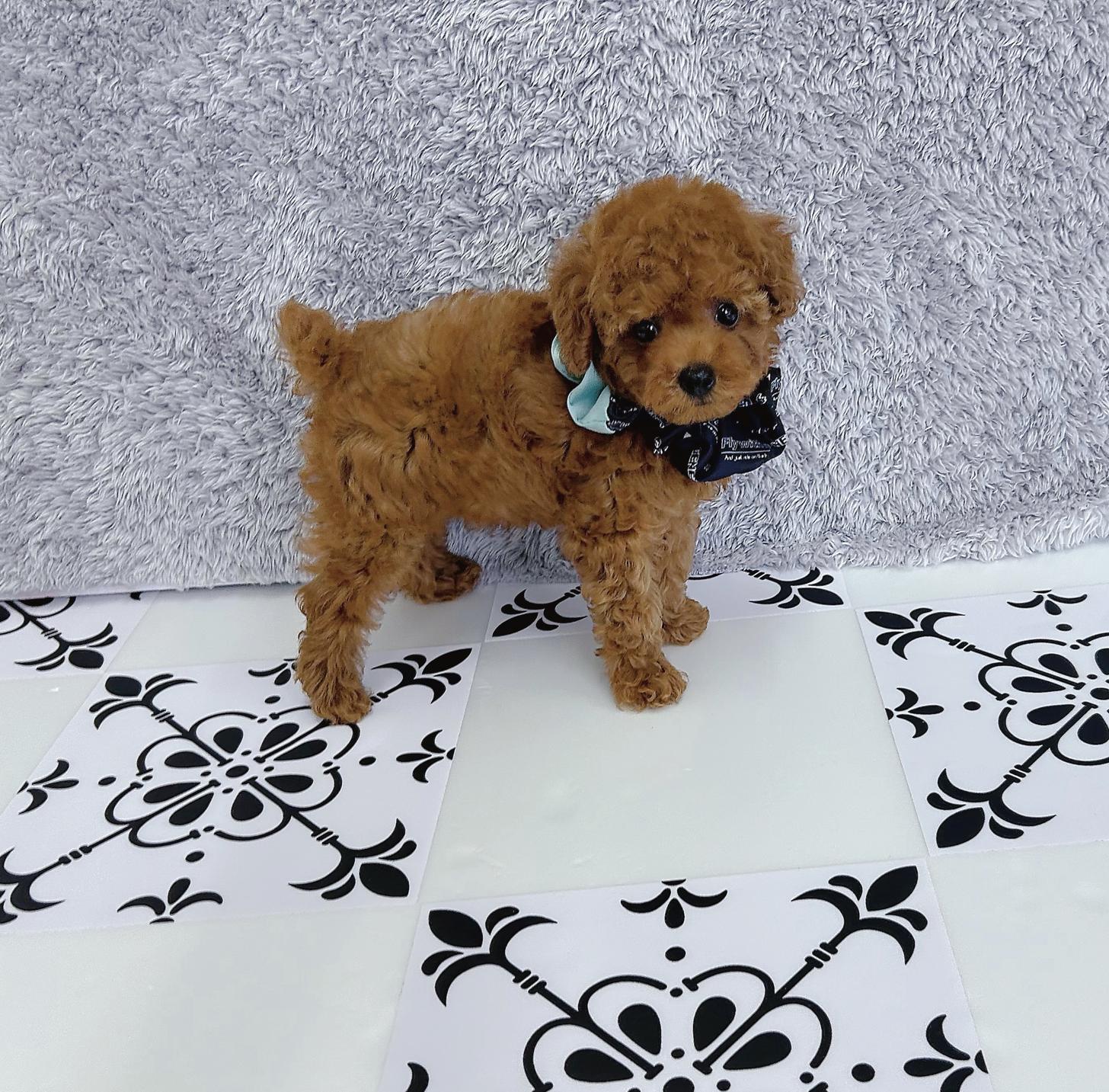 福岡県のタイニープードル (ぱぴぷぺっと福岡店/2025年6月10日生まれ/男の子/レッド)の子犬の3枚目の画像
