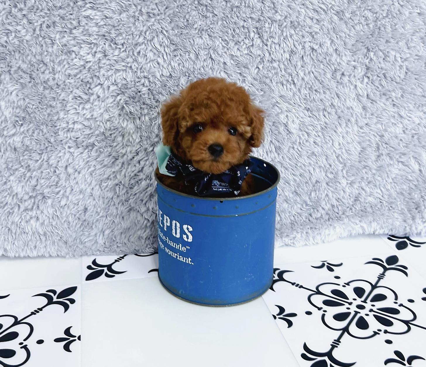 福岡県のタイニープードル (ぱぴぷぺっと福岡店/2025年6月10日生まれ/男の子/レッド)の子犬の4枚目の画像