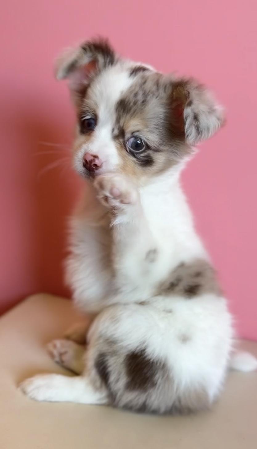 埼玉県のチワックス(チワワ×ダックス) (PET SHOP Tiny tales/2025年12月20日生まれ/男の子/チョコレートダップル)の子犬の1枚目の画像