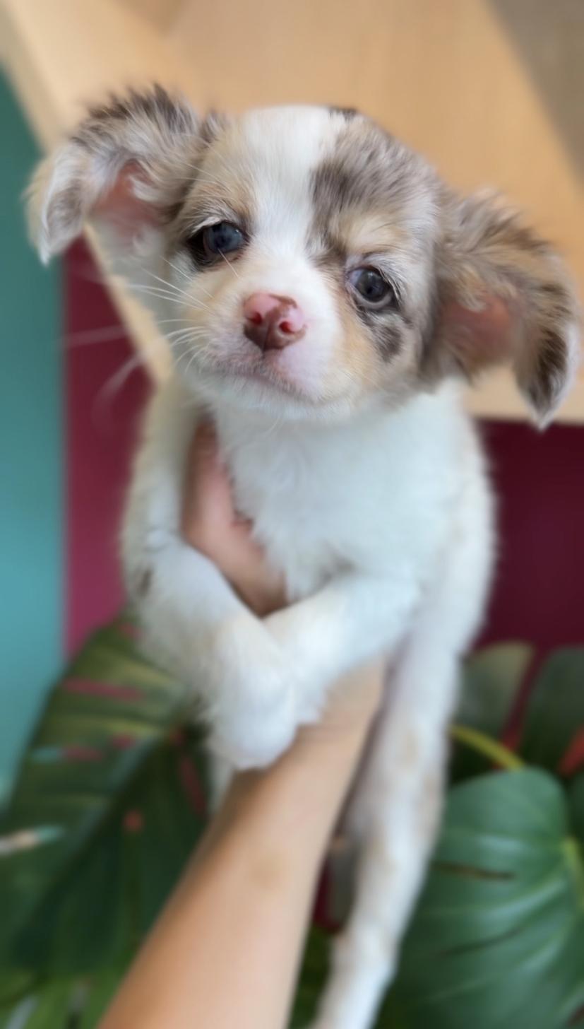 埼玉県のチワックス(チワワ×ダックス) (PET SHOP Tiny tales/2025年12月20日生まれ/男の子/チョコレートダップル)の子犬の1枚目の画像