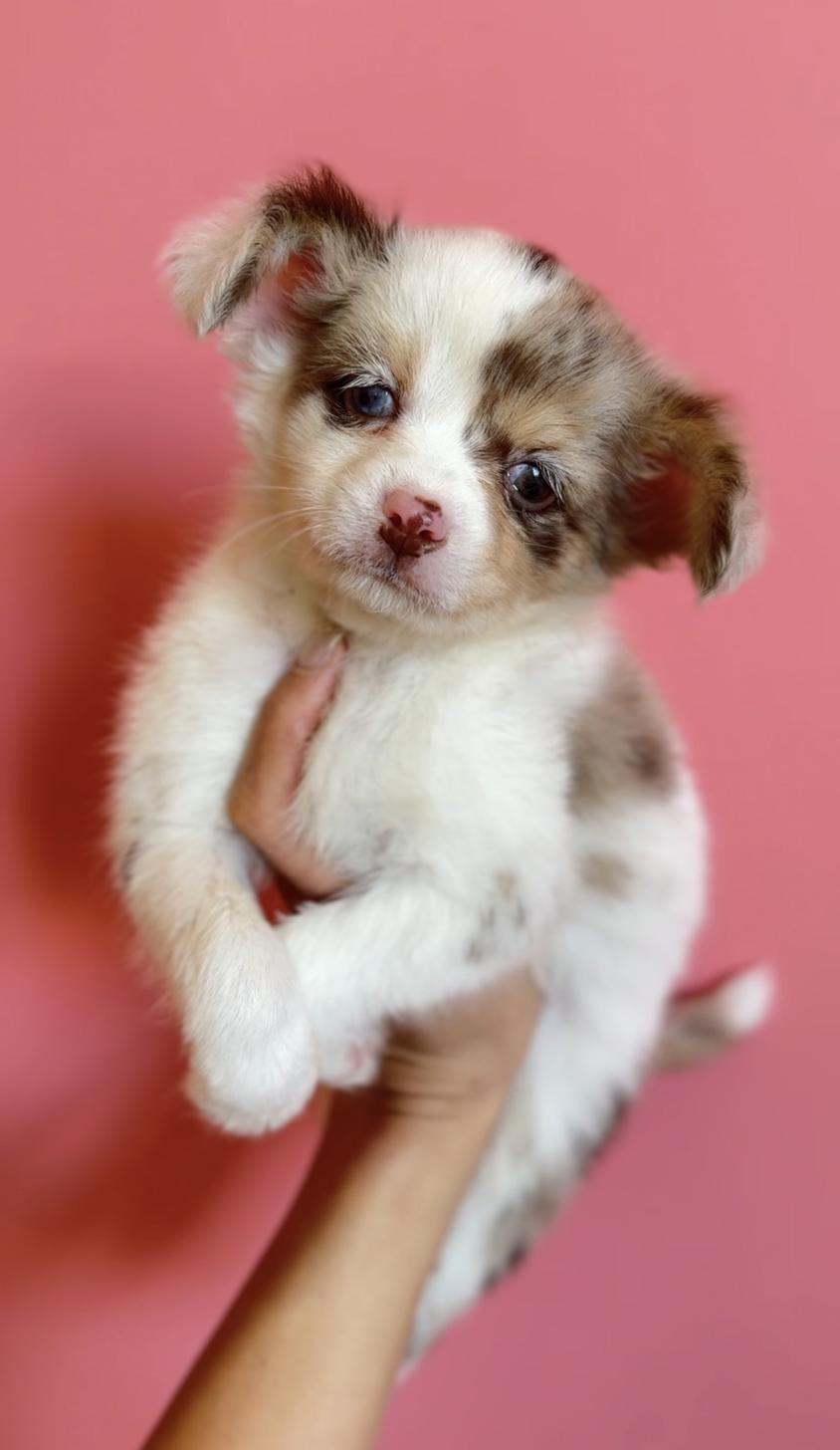 埼玉県のチワックス(チワワ×ダックス) (PET SHOP Tiny tales/2025年12月20日生まれ/男の子/チョコレートダップル)の子犬の2枚目の画像