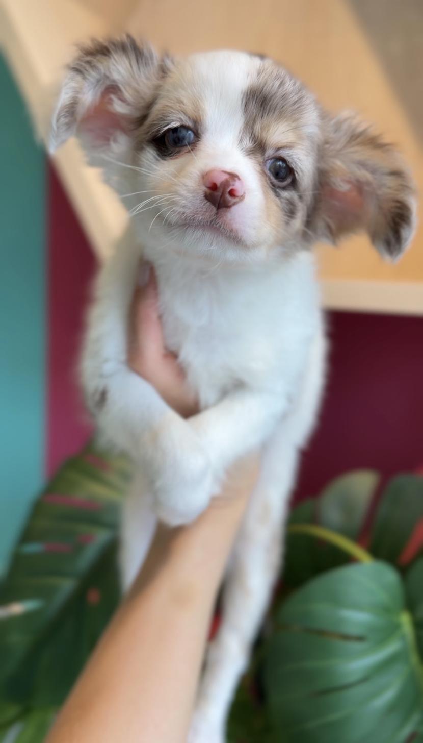 埼玉県のチワックス(チワワ×ダックス) (PET SHOP Tiny tales/2025年12月20日生まれ/男の子/チョコレートダップル)の子犬の2枚目の画像