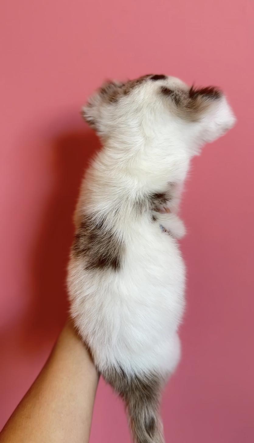 埼玉県のチワックス(チワワ×ダックス) (PET SHOP Tiny tales/2025年12月20日生まれ/男の子/チョコレートダップル)の子犬の3枚目の画像