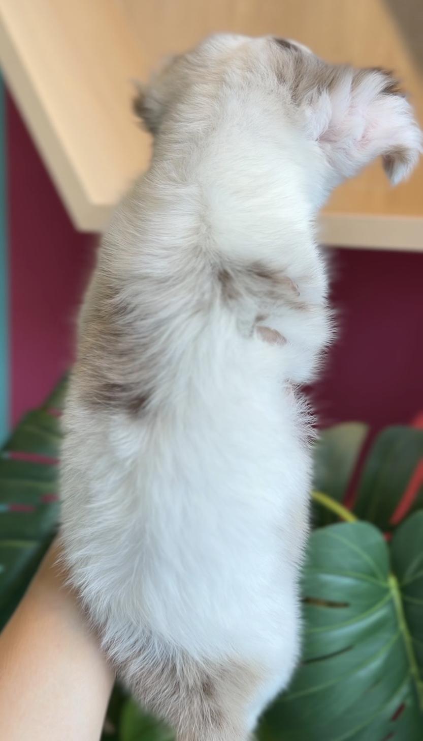 埼玉県のチワックス(チワワ×ダックス) (PET SHOP Tiny tales/2025年12月20日生まれ/男の子/チョコレートダップル)の子犬の3枚目の画像