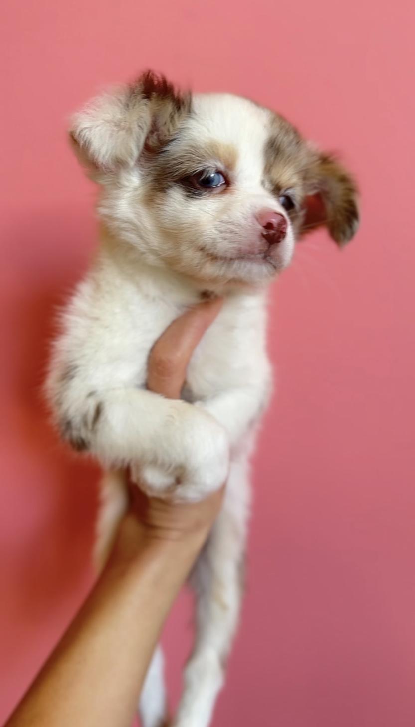 埼玉県のチワックス(チワワ×ダックス) (PET SHOP Tiny tales/2025年12月20日生まれ/男の子/チョコレートダップル)の子犬の4枚目の画像