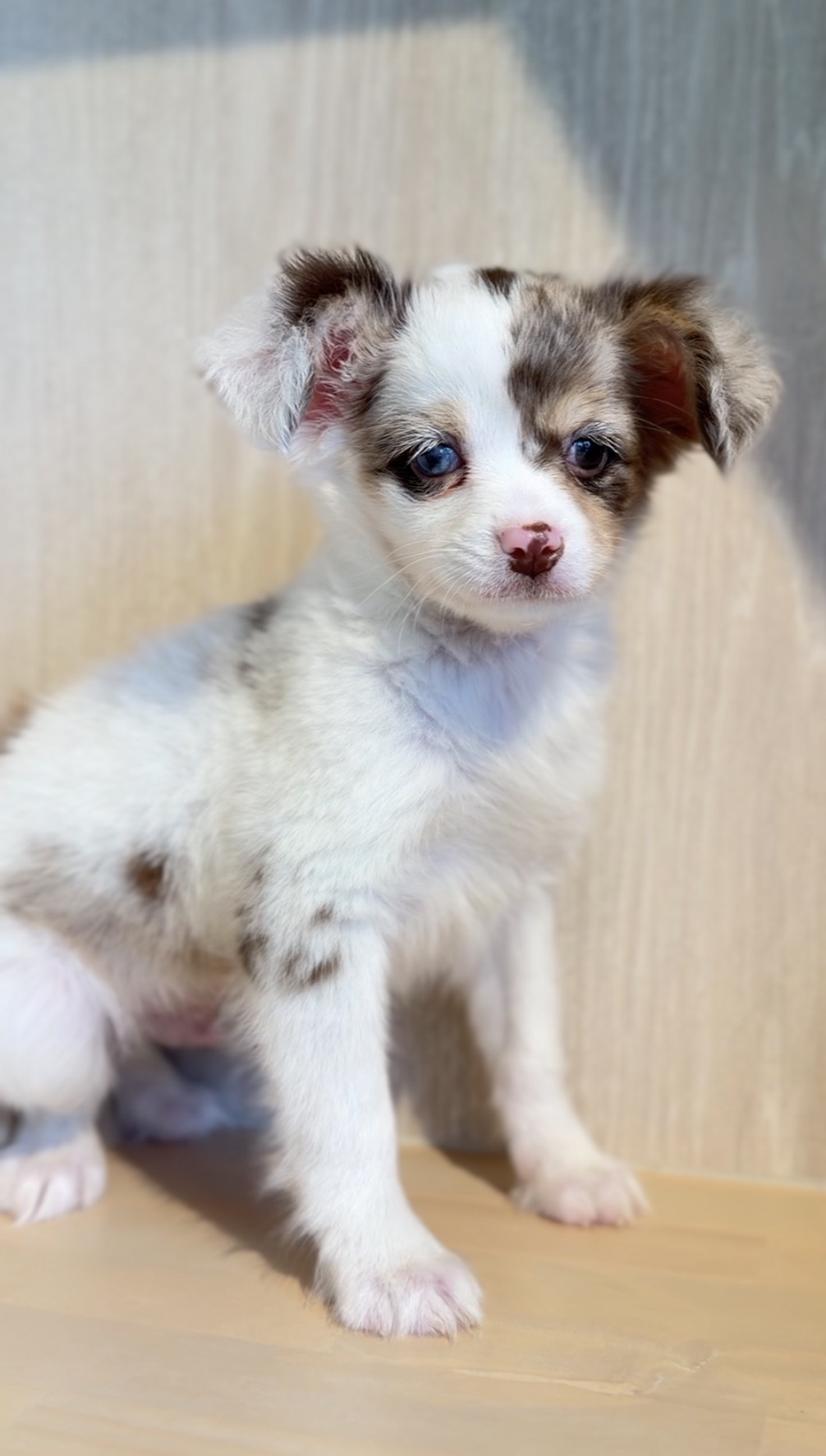 埼玉県のチワックス(チワワ×ダックス) (PET SHOP Tiny tales/2025年12月20日生まれ/男の子/チョコレートダップル)の子犬の4枚目の画像